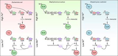 Battle for Metals: Regulatory RNAs at the Front Line